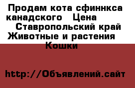 Продам кота сфиннкса канадского › Цена ­ 4 000 - Ставропольский край Животные и растения » Кошки   